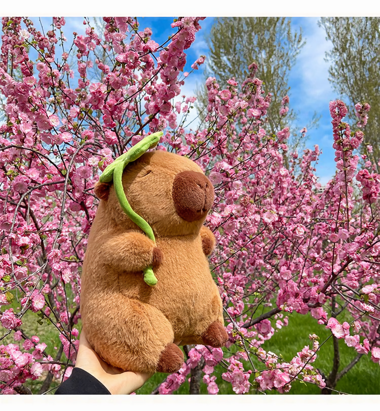 Lotus leaf capybara plush in front of pink cherry blossoms