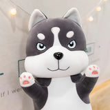 GrumpyPaw Husky, The Moody Hugger